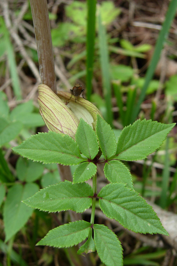Angelica sylvestris